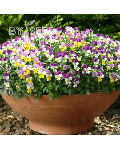 Viola cornuta Sweeties Mix