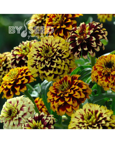 Zinnia haageana Jazzy Mix