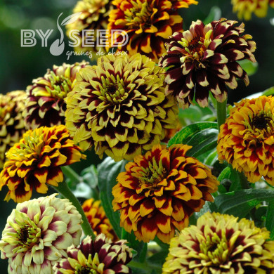 Zinnia haageana Jazzy Mix