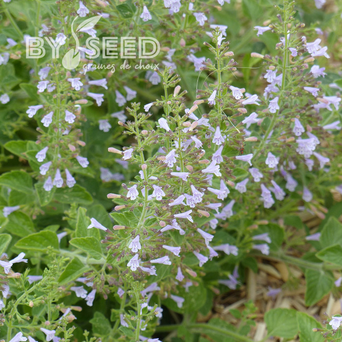 Calamintha nepeta