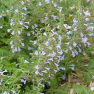 Calamintha nepeta