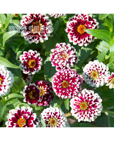 Zinnia haageana Jazzy Red