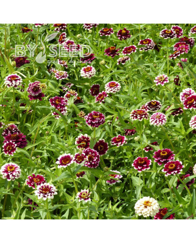 Zinnia haageana Jazzy Red
