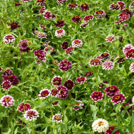 Zinnia haageana Jazzy Red