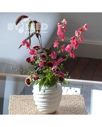 Zinnia haageana Jazzy Red