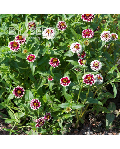 Zinnia haageana Jazzy Red
