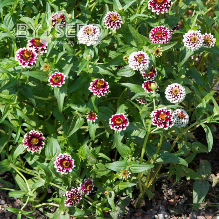 Zinnia haageana Jazzy Red