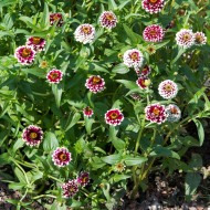 Zinnia haageana Jazzy Red