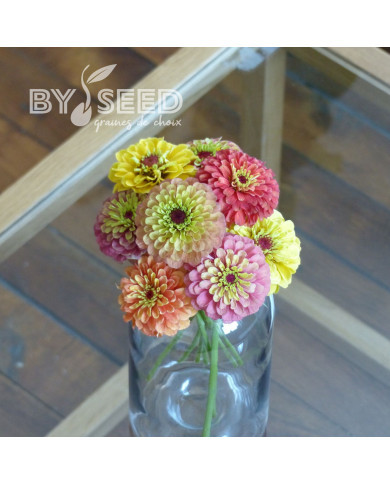 Zinnia Queen Lime Bicolors Mix