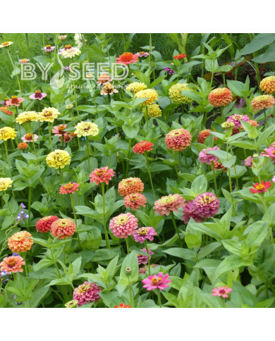Zinnia Queen Lime Bicolors Mix