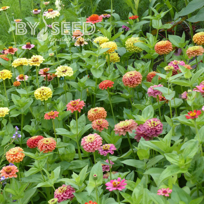 Zinnia Queen Lime Bicolors Mix