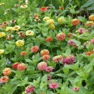Zinnia Queen Lime Bicolors Mix