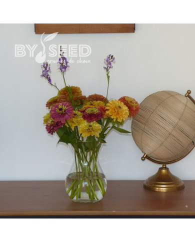 Zinnia Queen Lime Bicolors Mix