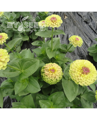 Zinnia Queen Lime with Blotch