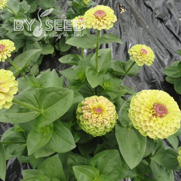 Zinnia Queen Lime with Blotch