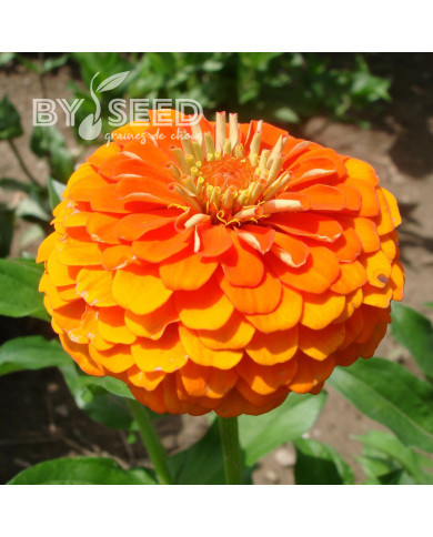 Zinnia Queen Pure Orange