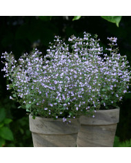 Calamintha nepeta