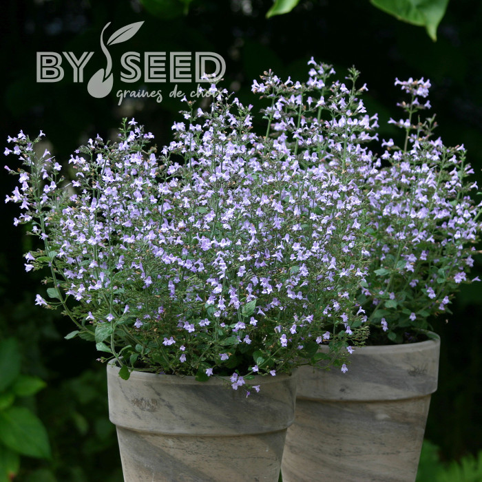 Calamintha nepeta Marvelette Blue