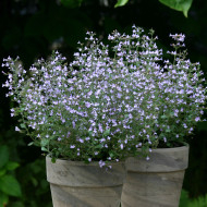 Calamintha nepeta Marvelette Blue