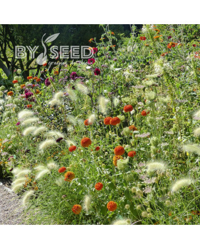 Zinnia Queen Pure Orange