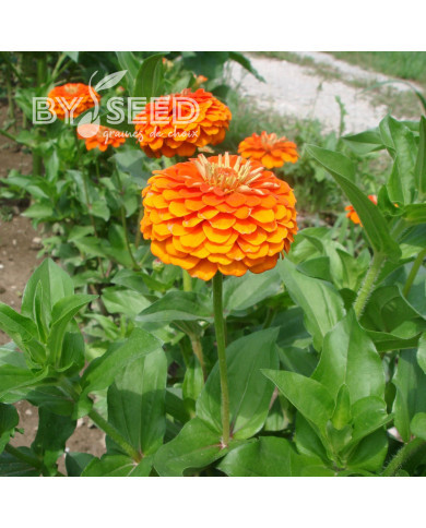 Zinnia Queen Pure Orange