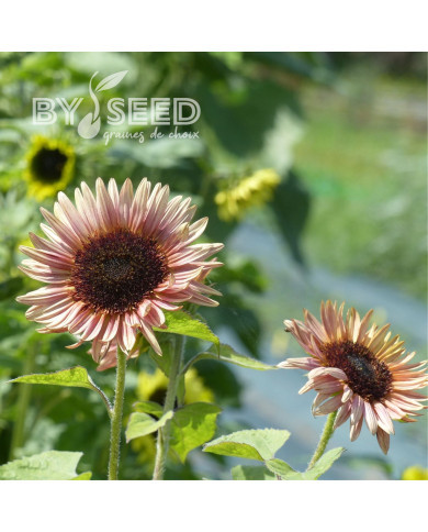 Tournesol haut double Astra Rose