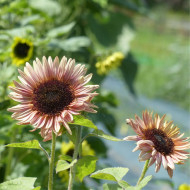Tournesol haut double Astra Rose