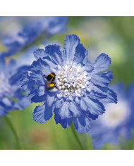 Scabieuse annuelle White