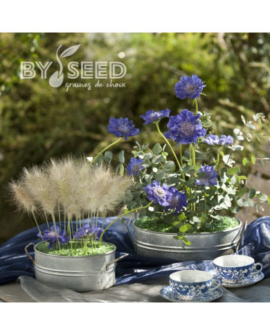 Scabieuse du Caucase Fama® Deep Blue