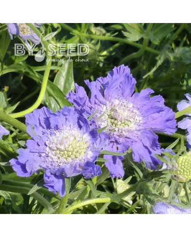 Scabieuse du Caucase Fama® Deep Blue