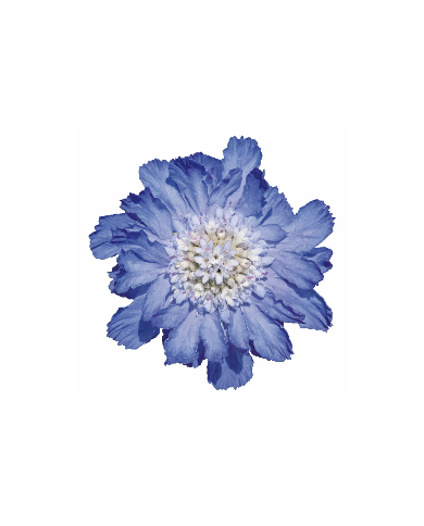 Scabieuse du Caucase Fama® Deep Blue