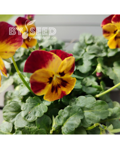 Viola cornuta Laeta Fire