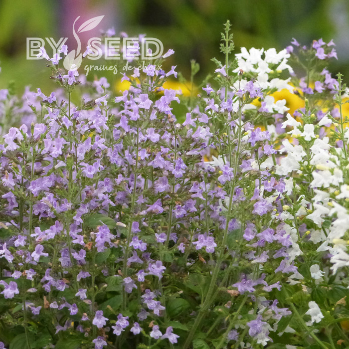 Calamintha nepeta Marvelette Blue