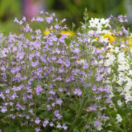 Calamintha nepeta Marvelette Blue