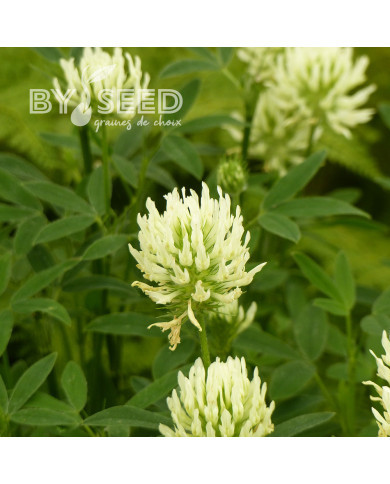 Trèfle - Trifolium ochroleucon