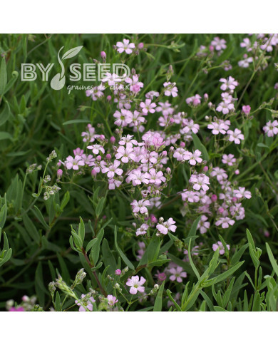 Gypsophile repens Rosea