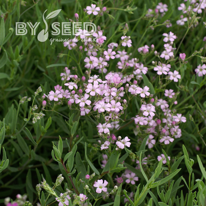 Gypsophile repens Rosea