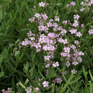 Gypsophile repens Rosea