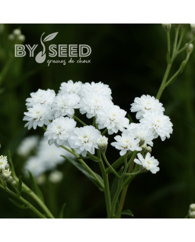 Achillée ptarmica Double Diamond