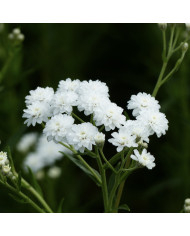 Alysse montanum Moutain Gold