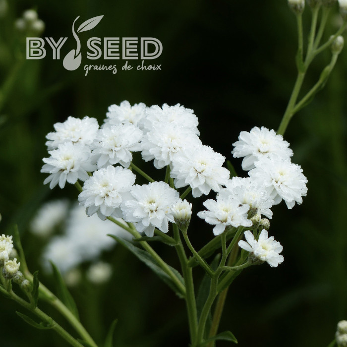 Achillée ptarmica Double Diamond