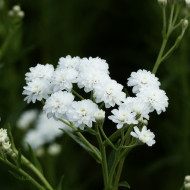 Achillée ptarmica Double Diamond