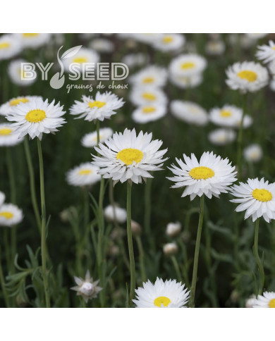 Acroclinium (Helipterum) Blanche