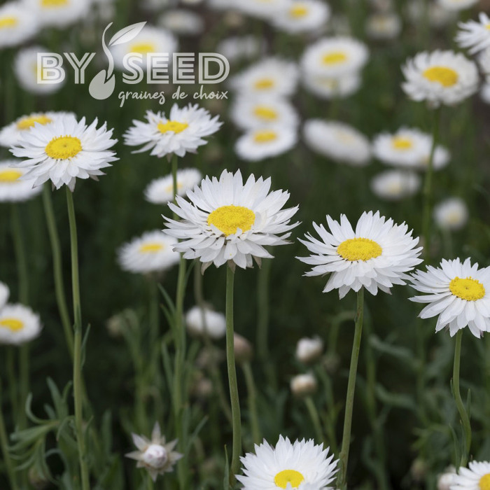 Acroclinium (Helipterum) Blanche