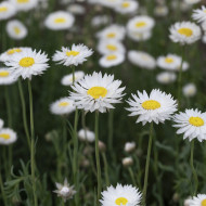 Acroclinium (Helipterum) Blanche