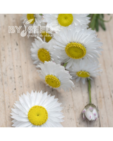 Acroclinium (Helipterum) Blanche