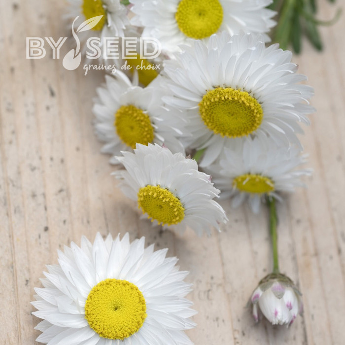 Acroclinium (Helipterum) Blanche