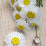 Acroclinium (Helipterum) Blanche