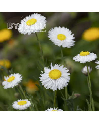 Acroclinium (Helipterum) Blanche