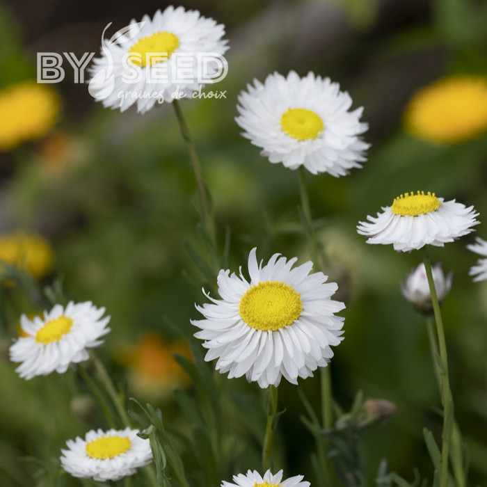 Acroclinium (Helipterum) Blanche